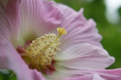 芙蓉 植物|芙蓉（锦葵科木槿属植物）